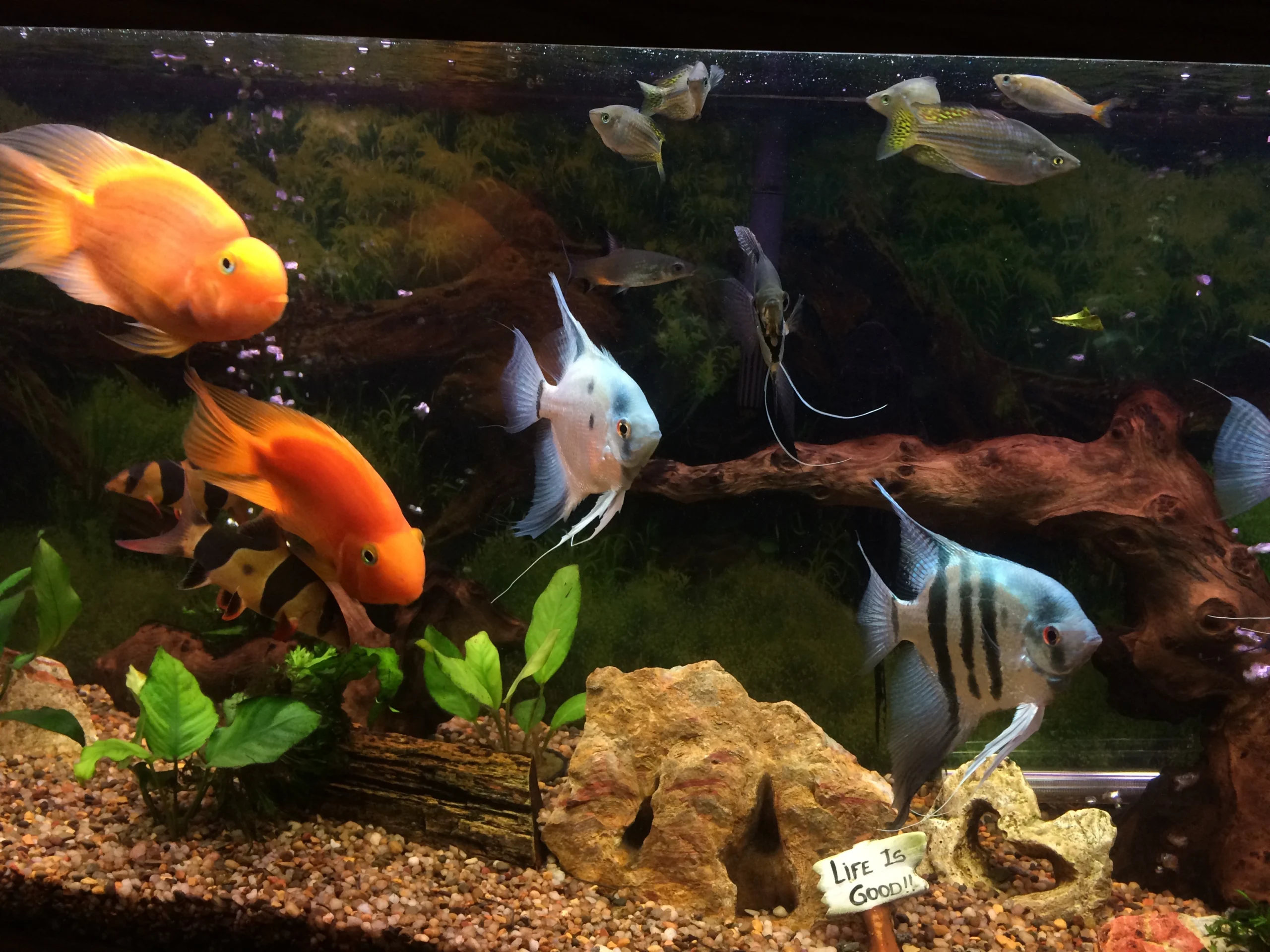 life is good chiropractic chiropractor brodheadsville PA 29 scaled