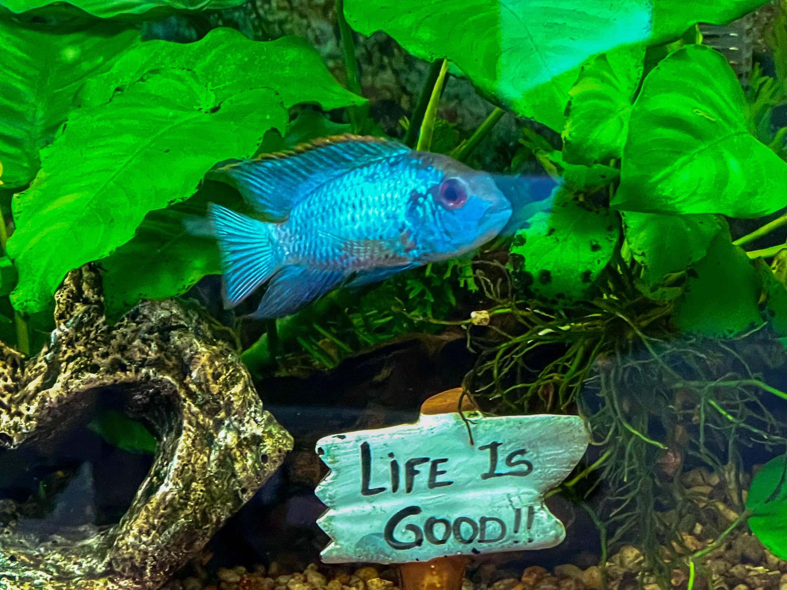 life is good chiropractic chiropractor brodheadsville PA 3 scaled